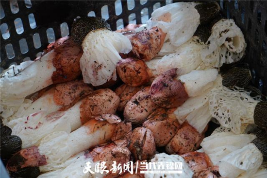 贵州剑河：红托竹荪“破壳”丰收 珍稀食用菌推动就业增收