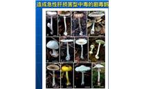 想体验“毒蘑菇致幻”？ 调侃可以 认真就蠢了