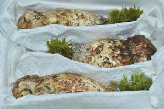 香格里拉松茸江湖：从香格里拉发出的松茸，产自当地的或不足10％