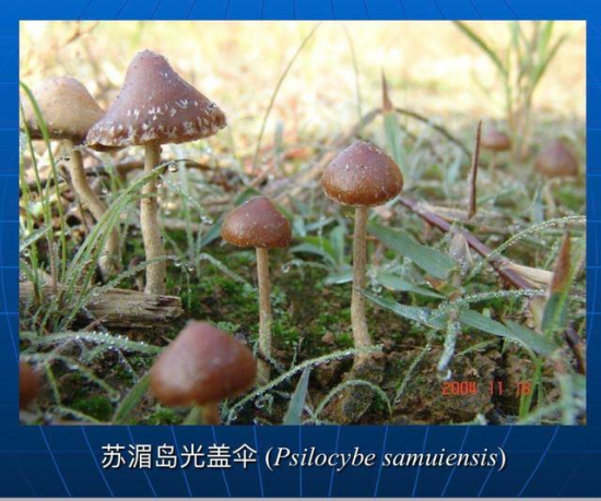 致幻蘑菇刷屏！专家：野生蘑菇中毒死亡率高达20％