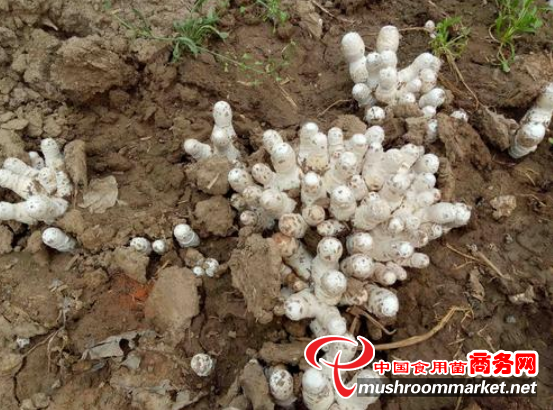 青海海东：林下小菌菇 靠它来发家