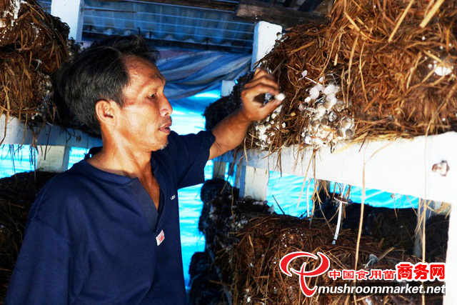 越南：退伍军人将草菇种植发展成为脱贫致富的“金饭碗”