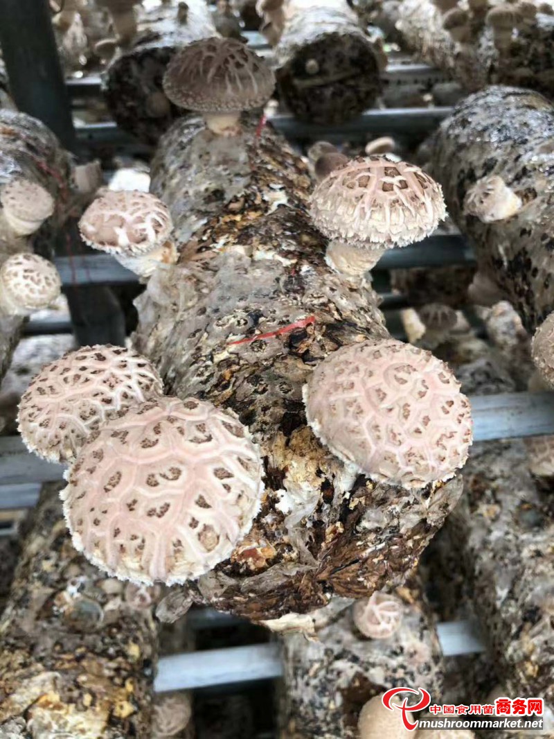河南：获嘉县润辉生物花菇菌棒在韩国基地出菇 市场价格每公斤90-110元人民币