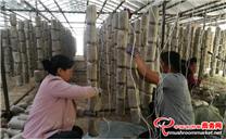 甘肃甘南州：羊肚菌拓宽增收致富“金”路子