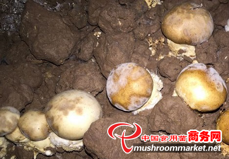 越南：在双孢菇栽培过程中出现干泡病 防治技术来了