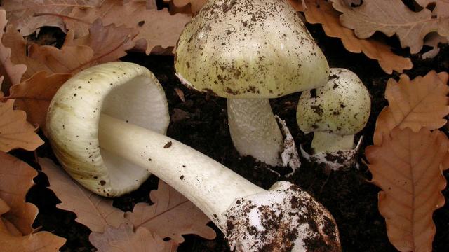 澳大利亚有8人因擅采野蘑菇被毒倒