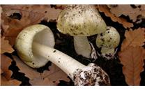 澳大利亚有8人因擅采野蘑菇被毒倒