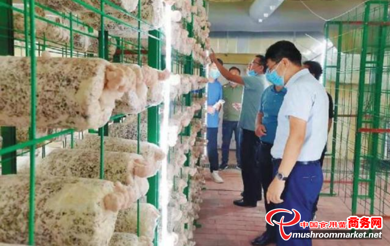 山东青岛：打造高端食用菌产业集群 引领提质增效