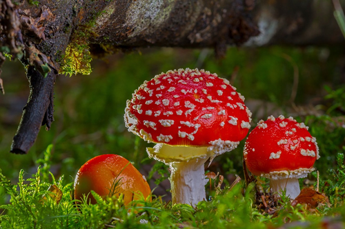 英国：迷幻蘑菇可缓解抑郁症 暂无严重负面影响
