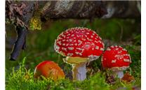 英国：迷幻蘑菇可缓解抑郁症 暂无严重负面影响