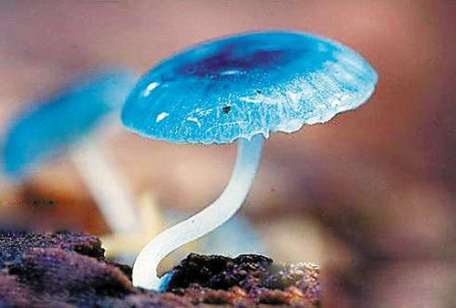科学家发现蘑菇中的亮蓝色化学物质可以检测活性氧