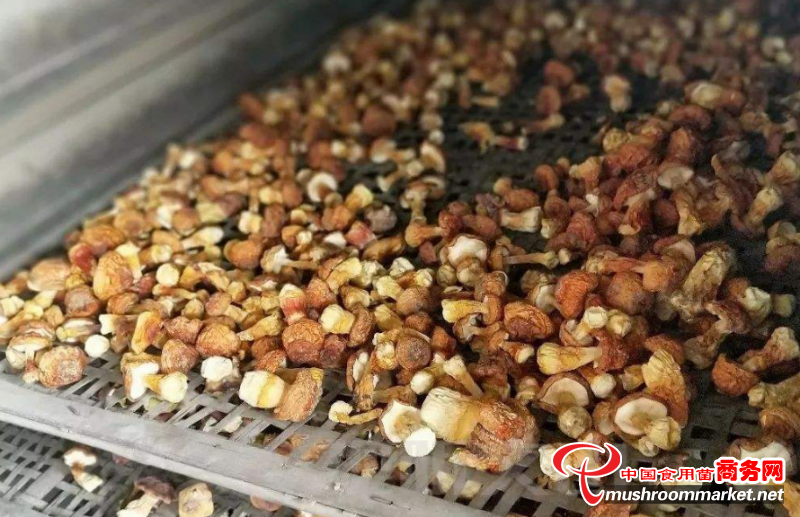 云南省文山州：小小巴西菇 开出“致富花”