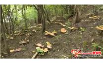 陕北首家！两万株林下灵芝在延安培育成功