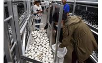 东北首家双孢菇标准工厂化生产及深加工项目迎来采菇季