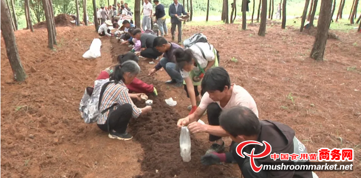 贵州：安龙县林下赤松茸种植助农端起金饭碗 每亩纯利润达5万余元