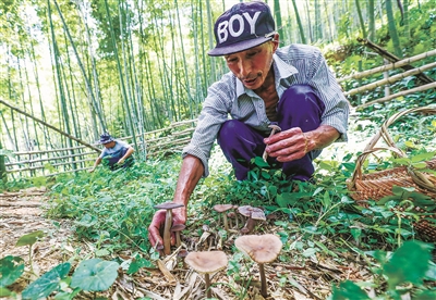 浙江：林下长根菇喜迎上市 每公斤批发价最高可达140元