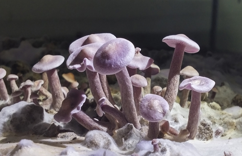 喜报！韩国首次成功开发紫丁香蘑人工箱式栽培
