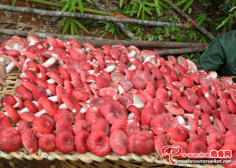 河南：红香菌开“富花” 一公斤可卖到120元