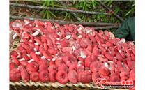 河南：红香菌开“富花” 一公斤可卖到120元