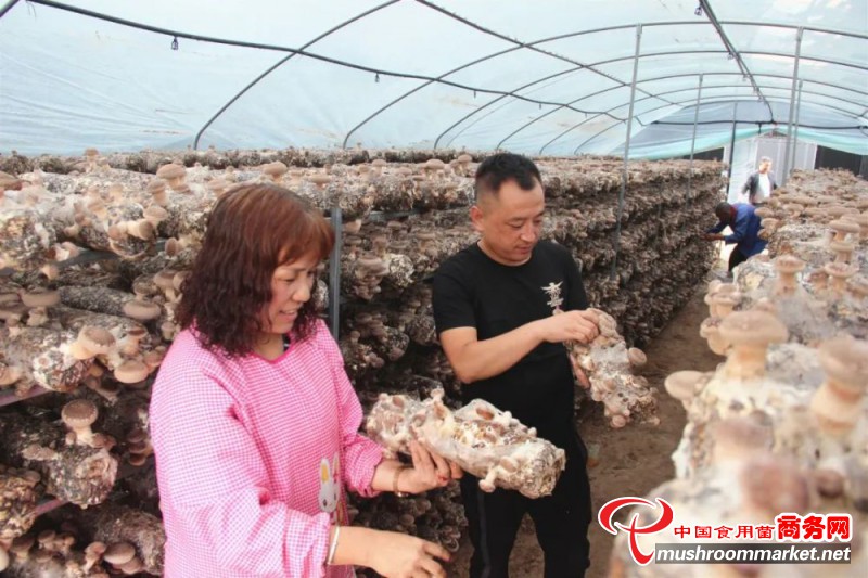 陕西：洛川县香菇大量上市 价量齐升