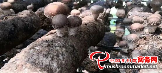 贵州道真香菇抢滩上海市场