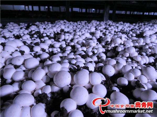 山西：山阴进口双孢菇菌种顺利投产