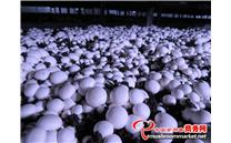山西：山阴进口双孢菇菌种顺利投产