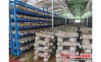 一场食用菌产业能源革命悄然兴起 进入“电气”时代