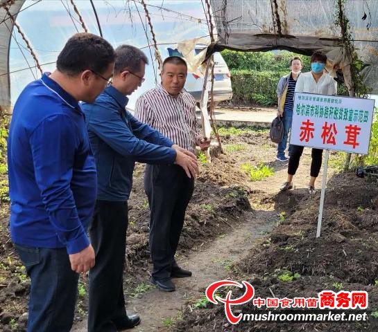 哈尔滨科协：生产珍品食用菌 就地消化秸秆