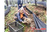 贵州岑巩县：大力发展灰树花林下产业惠民生
