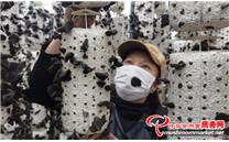 黑龙江佳木斯市：小木耳增收 全面聚力奔小康
