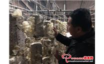 山东烟台市：发展白木耳产业 “小支点”撬动村里致富“大舞台”