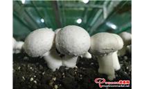 新疆柯坪县：双孢菇产业拓宽群众致富路
