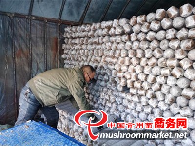 内蒙古磴口县：发展花菇产业 助农增收