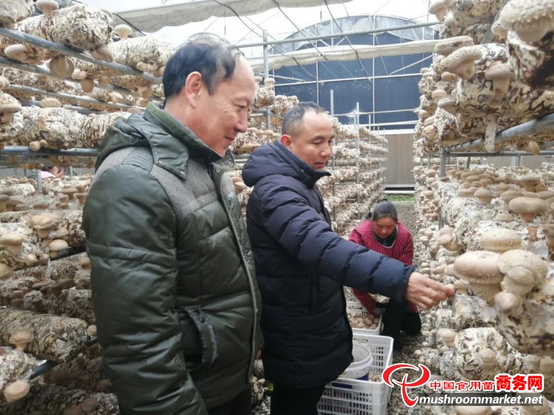 河南省三门峡市农科院专家赴卢氏食用菌基地指导抗寒防风工作
