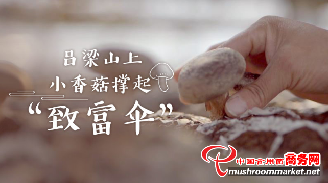 山西省交口县：企业带动产业发展 小香菇撑起菇农“致富伞”