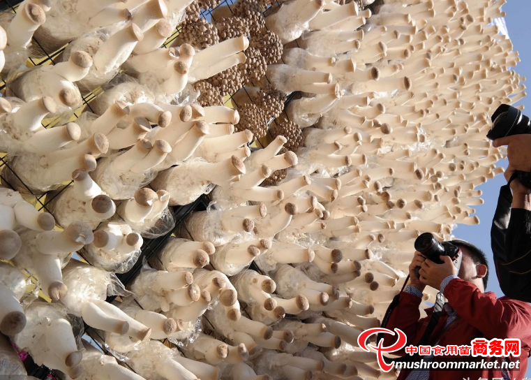 杏鲍菇制成的蘑菇墙，真的太漂亮了
