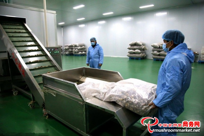 湖北省十堰市：加工香菇供市场 小香菇走出“留样路”