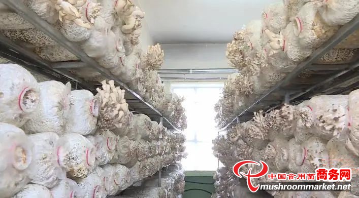 甘肃省敦煌市：小蘑菇撑起“致富伞” 促进增收