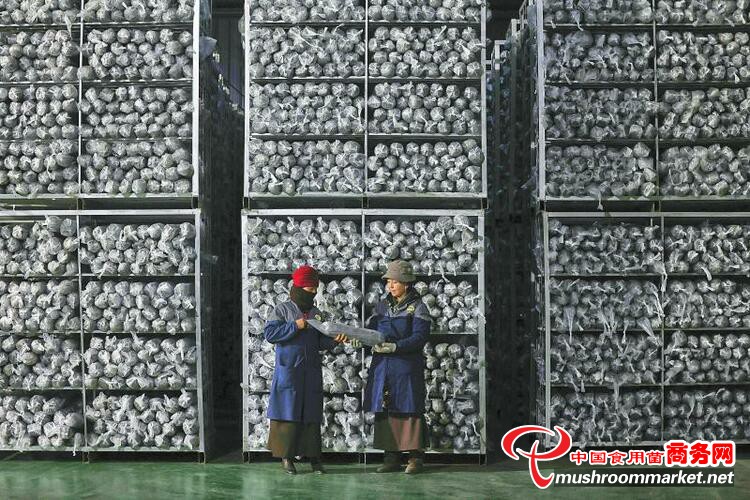 四川省雅江县：小菌菇敲开致富门 打造出大产业