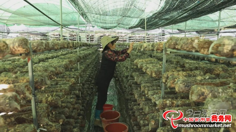 福建省永安市：小蘑菇成为富民增收的“幸福菇”
