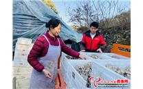 贵州省思南县：小平菇“鼓”起群众钱袋子