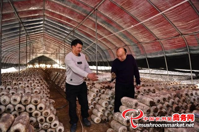 安徽省肥西县蘑菇大王丁伦保致力于食用菌产业 当选“中国好人”