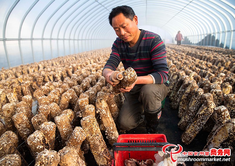 江苏省泰州市：增加产品附加值 食用菌撑起大产业