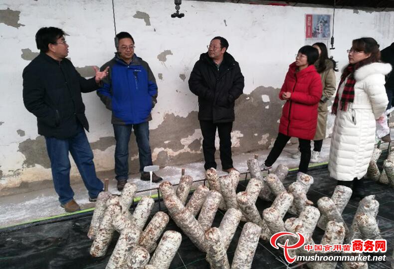 甘肃省宁夏市农林科学院领导赴食用菌试验基地调研指导工作