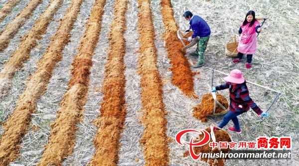 江西省永丰县：种植竹荪 助农增收致富