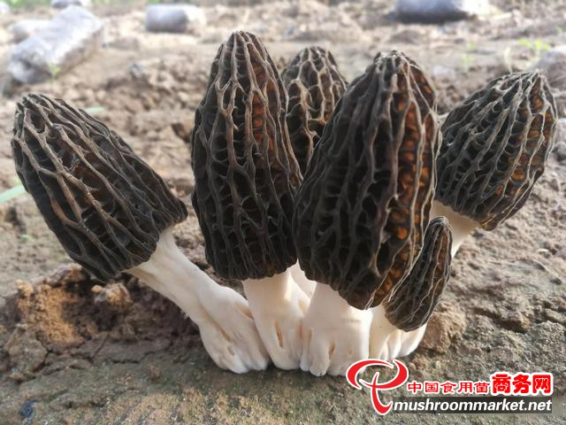 陕西省周至县：羊肚菌产业引领乡村振兴路