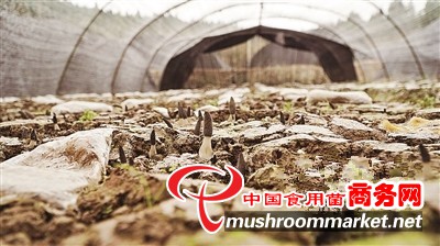 四川省乐至县：羊肚菌种出好“钱景” 带动农民增产增收