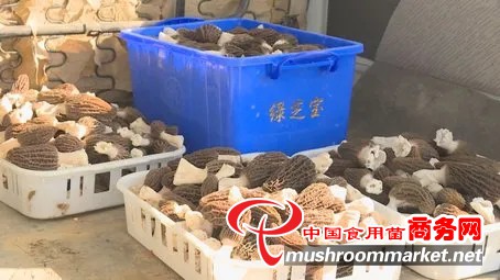 云南省保山市：千亩羊肚菌丰产 千万产值富民