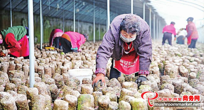 河北省涿鹿县食用菌销售市场已拓展至内蒙、张家口及周边县区